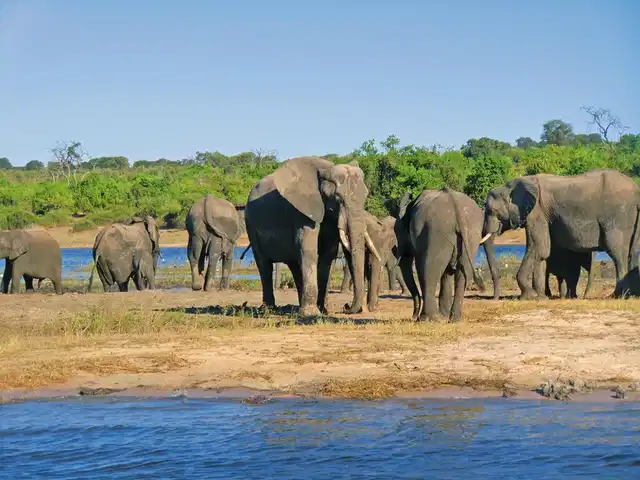 Namibias Höhepunkte & Viktoria Wasserfälle Tiere