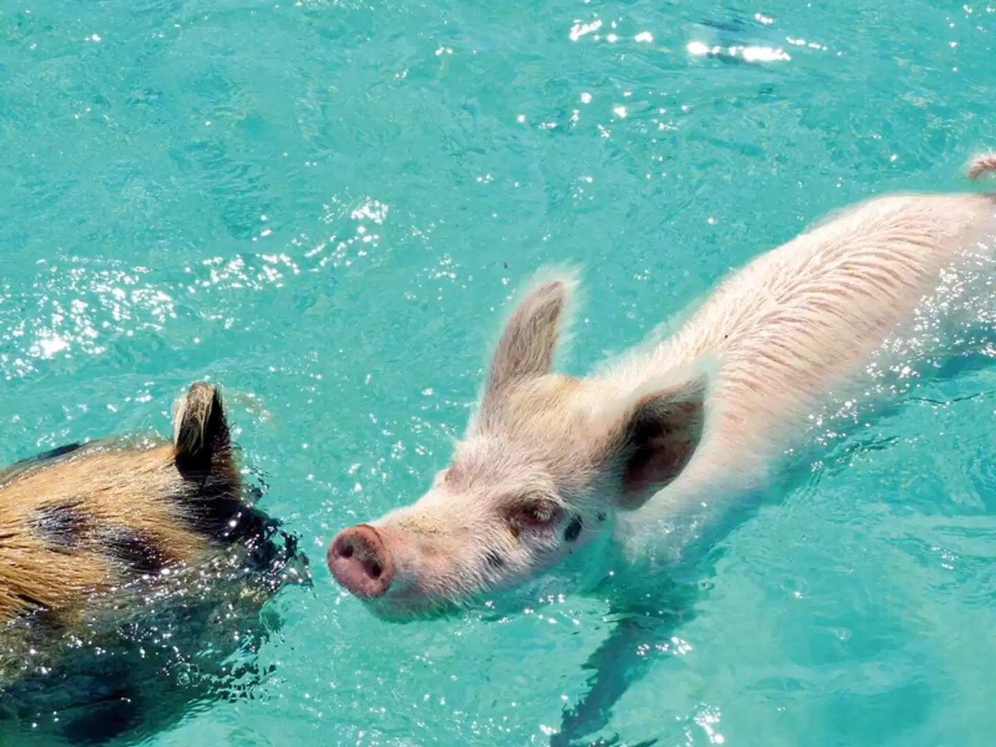 Tierisches Badevergnügen Tiere