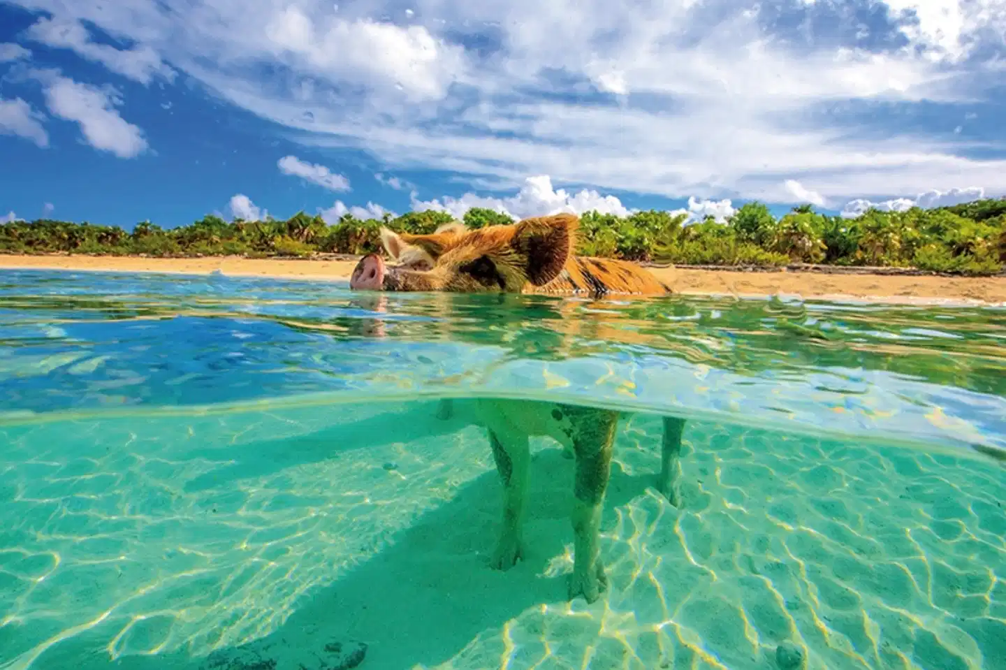 Tierisches Badevergnügen Pool