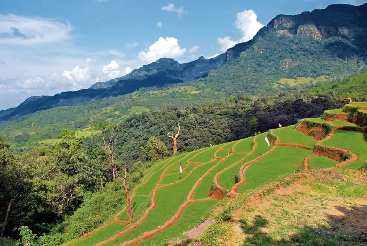 Königsstädte Sri Lankas (Privatreise) Landschaft