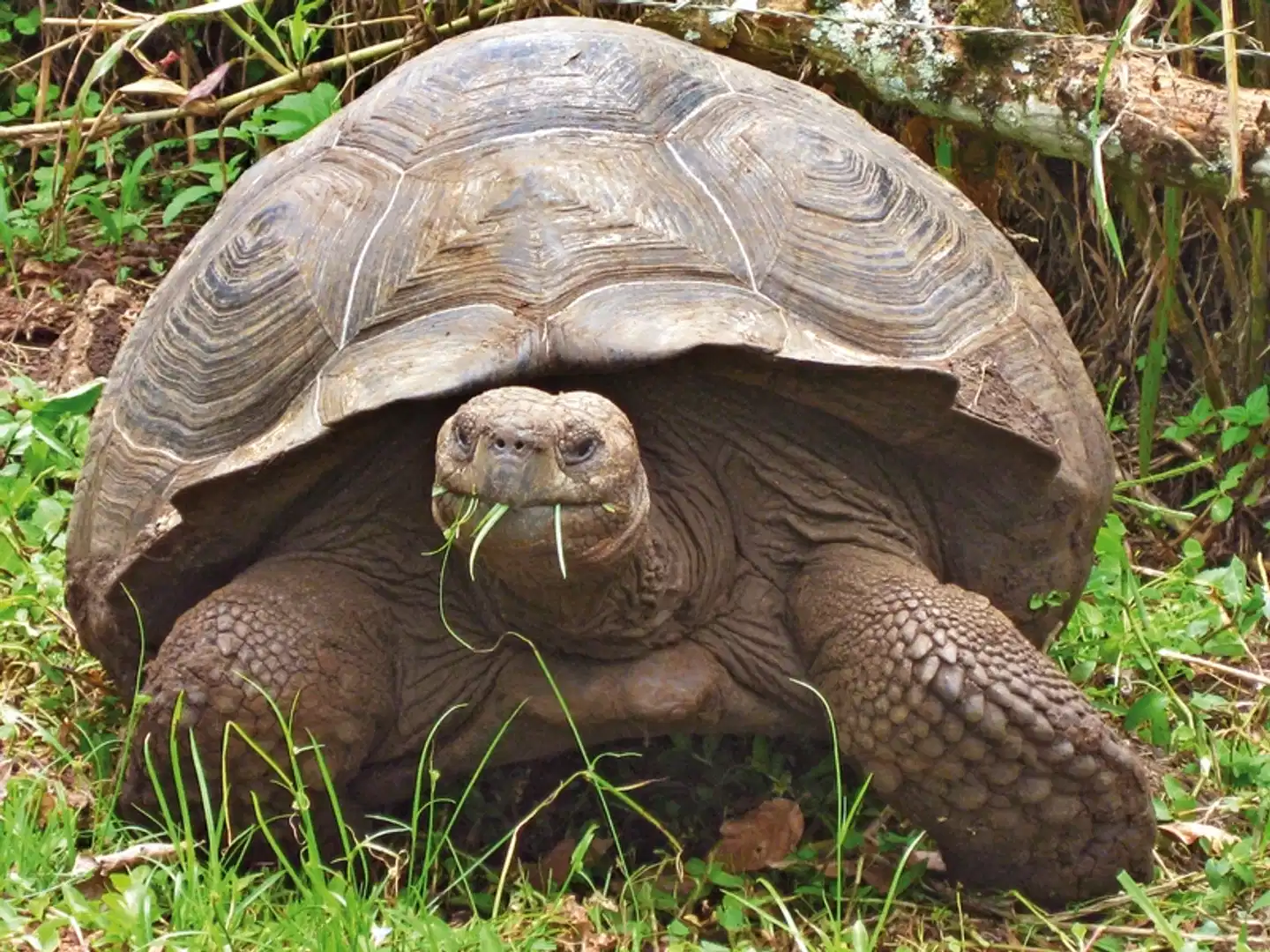 Ausflüge rund um Santa Cruz 4 Nächte Tiere