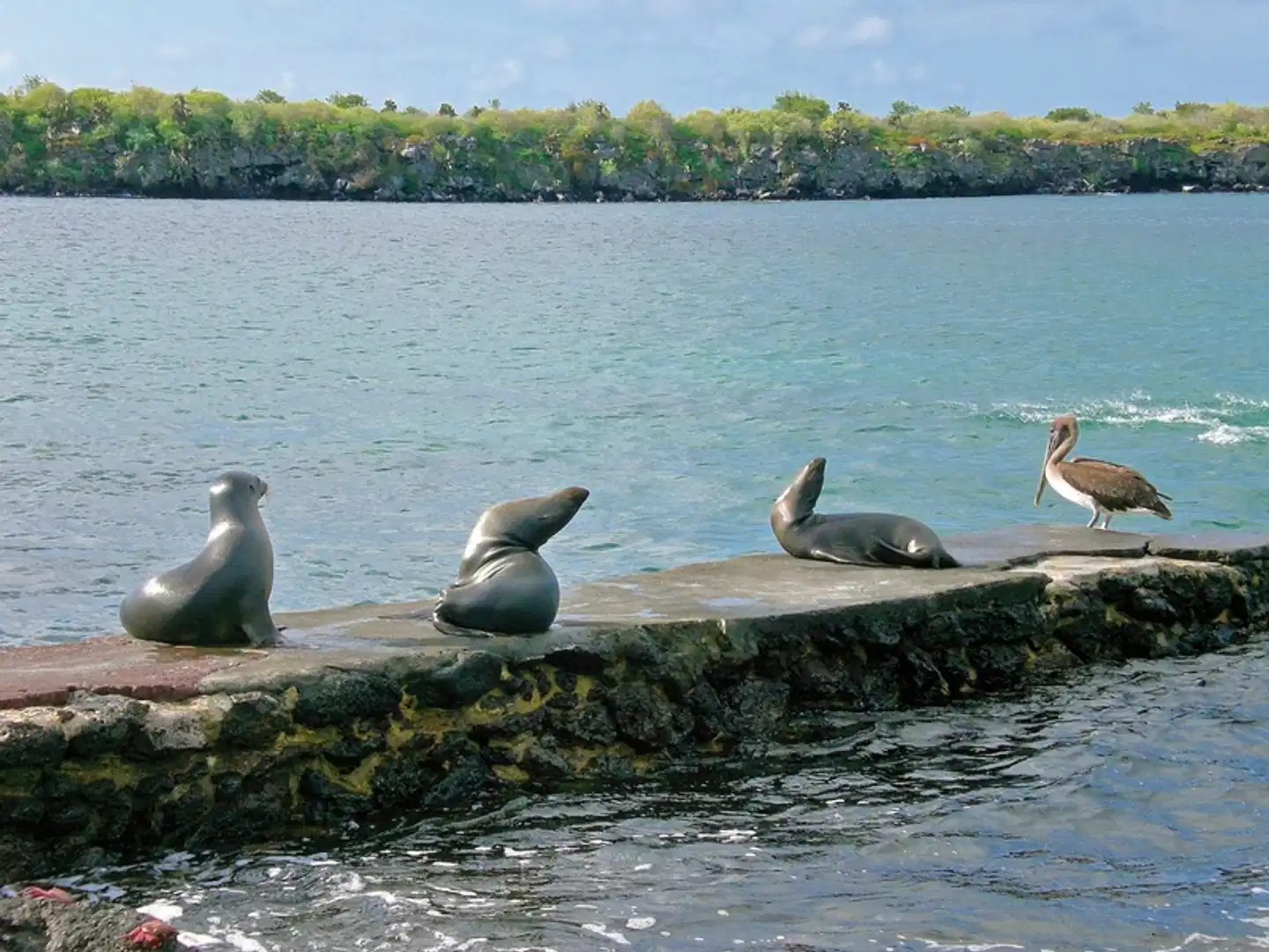 Ausflüge rund um Santa Cruz 4 Nächte Tiere