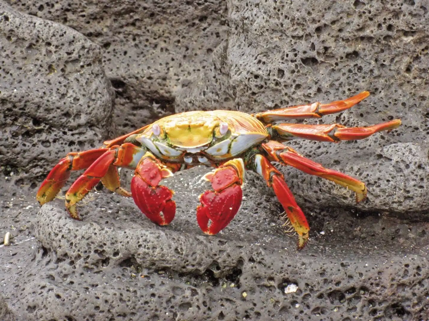 Galápagos Scalesia Lodge - 4 Nächte Tiere