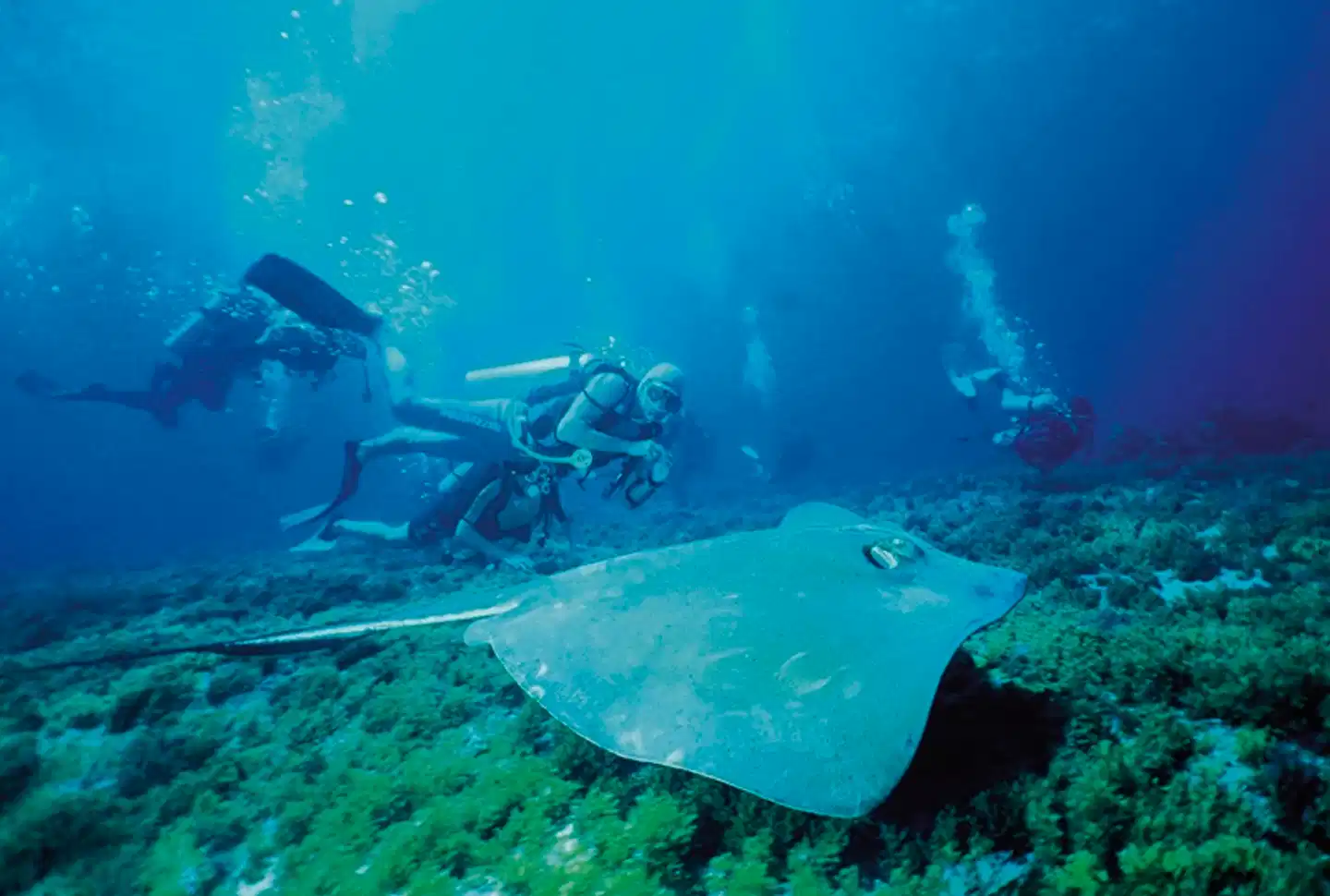 Erlebnis Fernando de Noronha Tiere