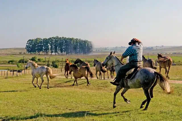Unterwegs im Land der Gauchos Tiere