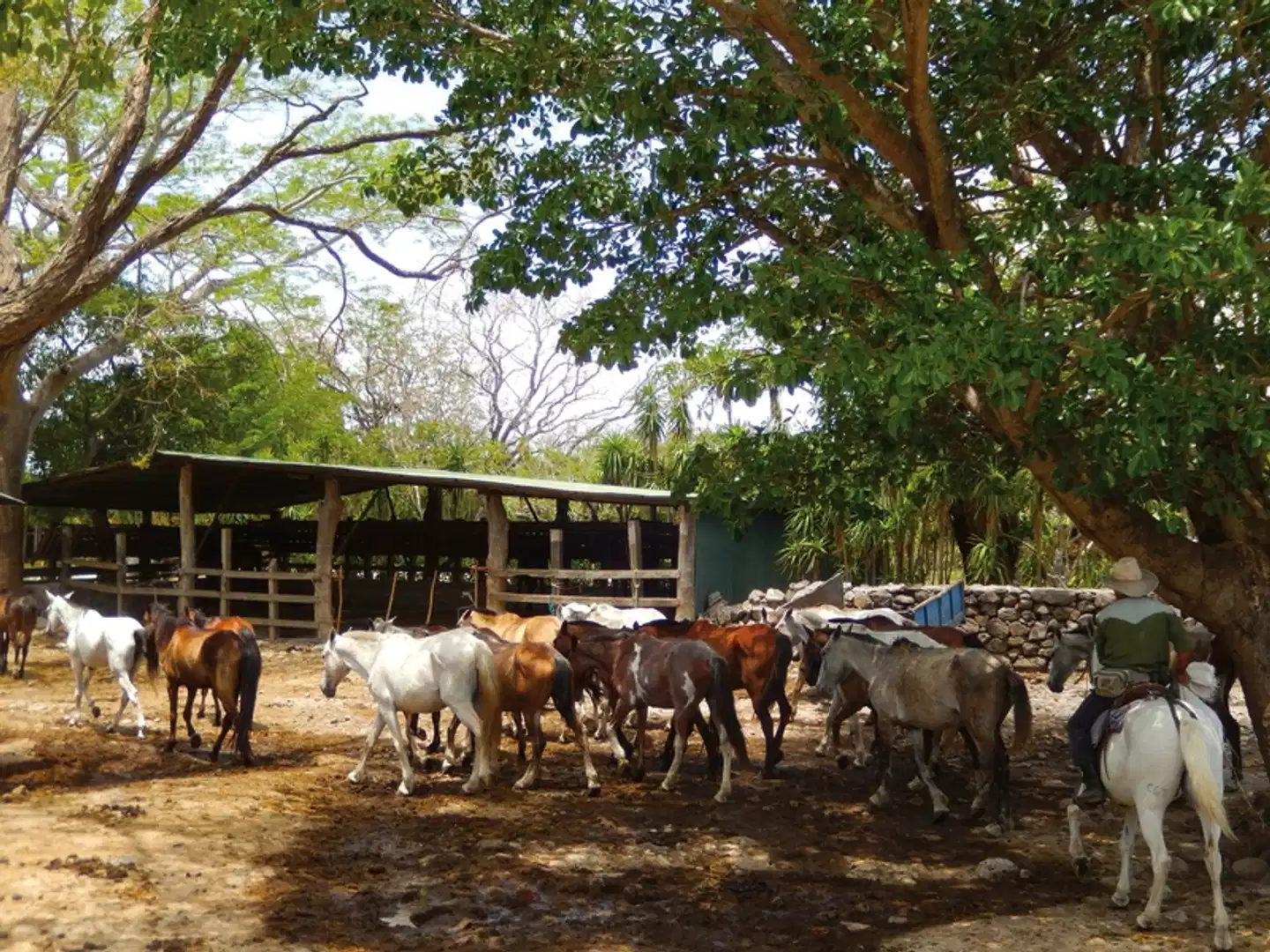 Nationalpark Rincón de le Vieja Tiere
