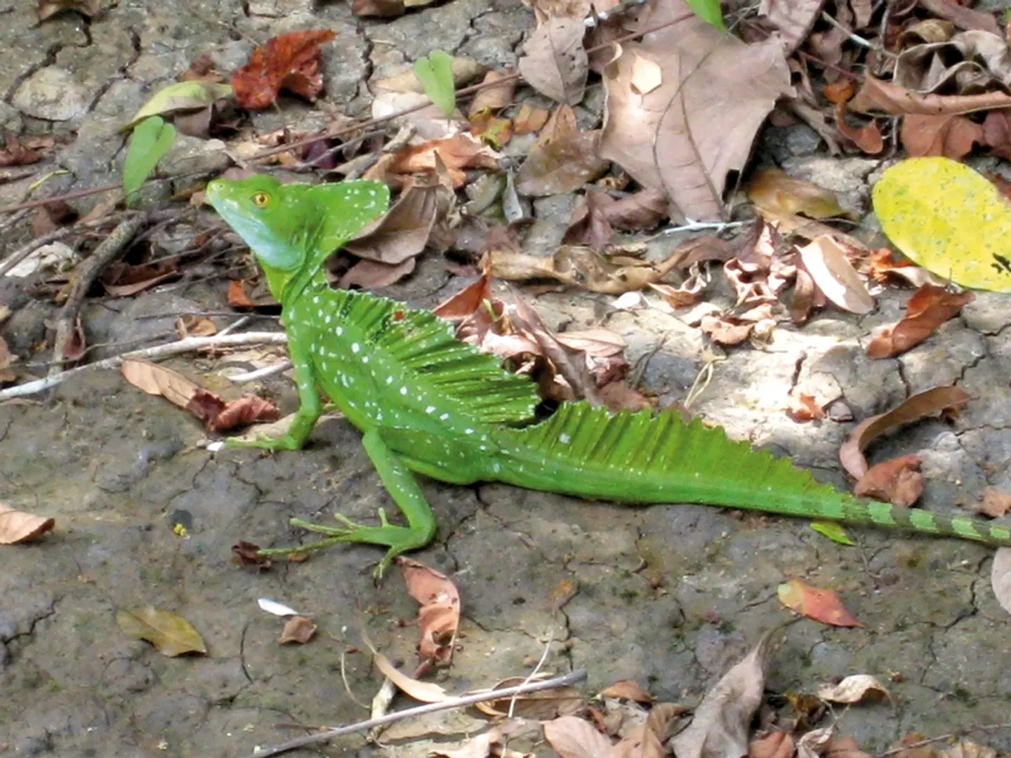 Nationalpark Corcovado Tiere