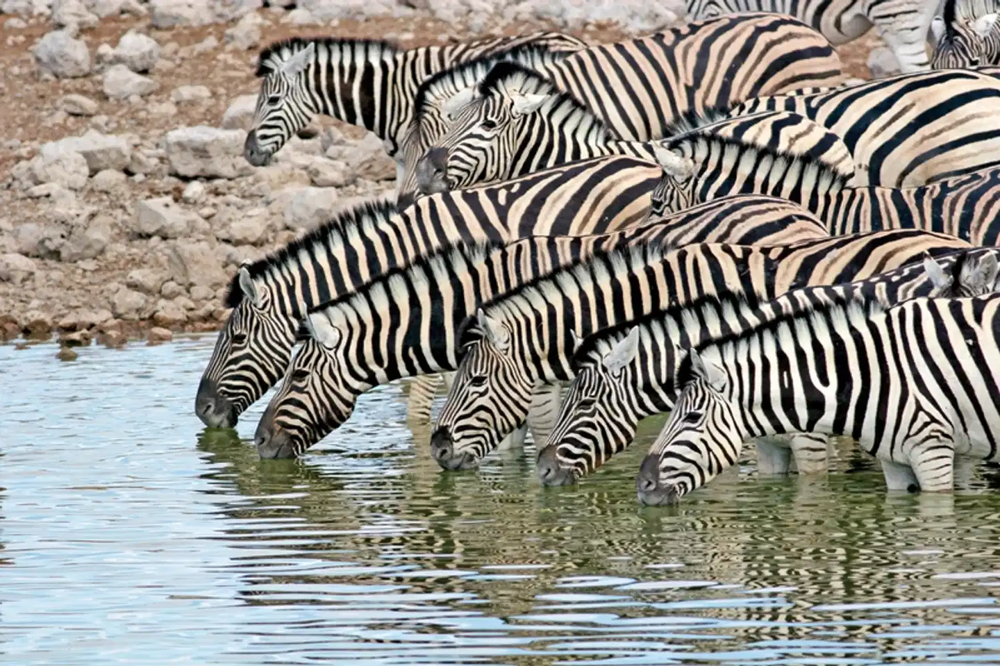 Namibia Flugsafari Tiere