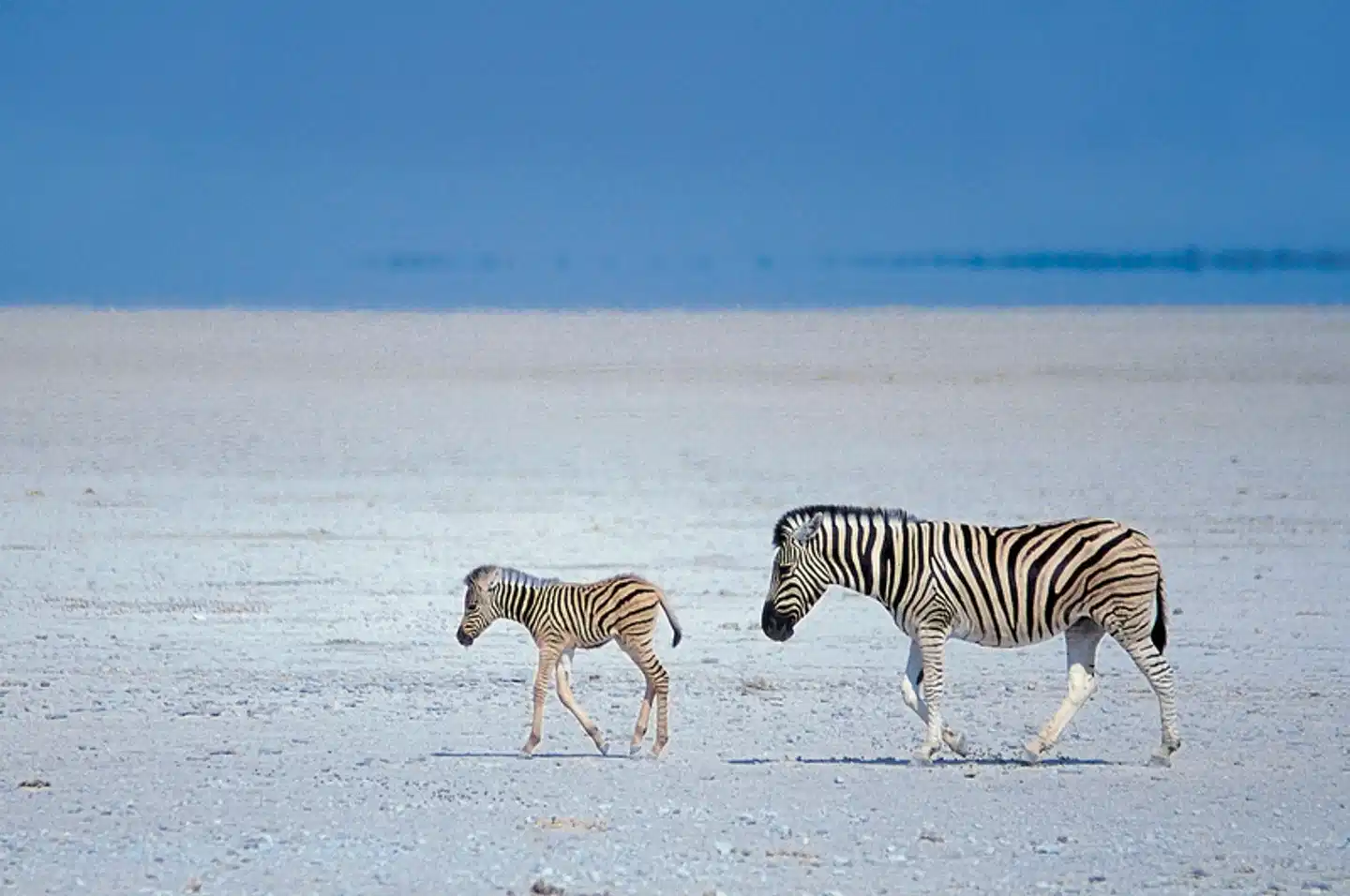 Namibia Kaleidoskop Standard Tiere