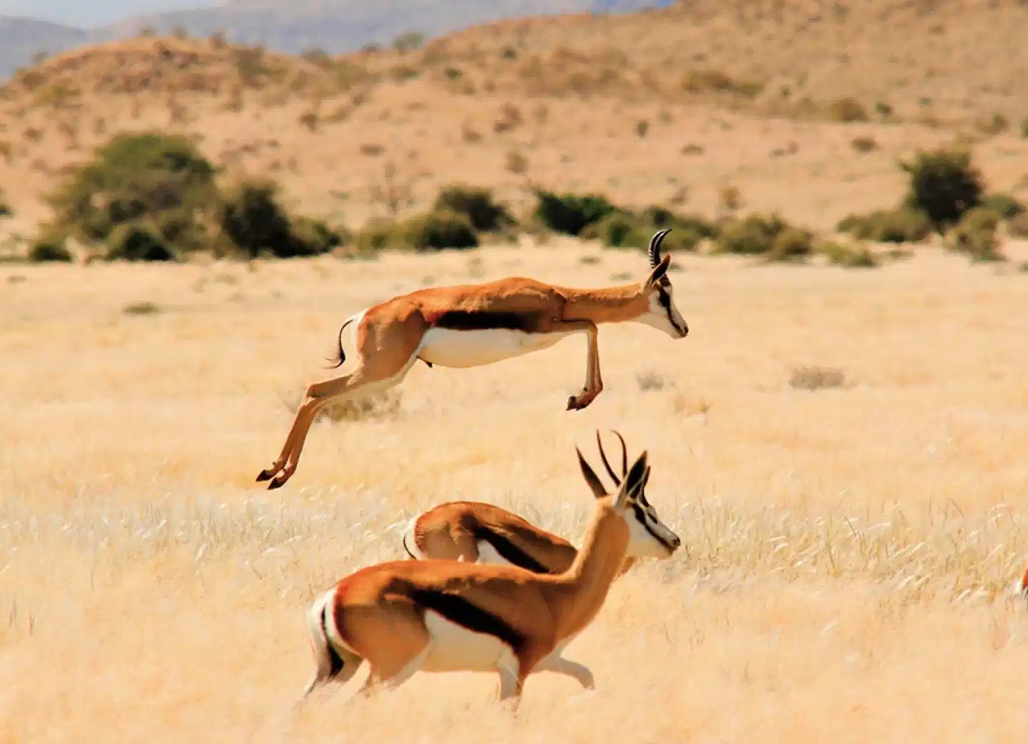 Traumreise Namibia Tiere