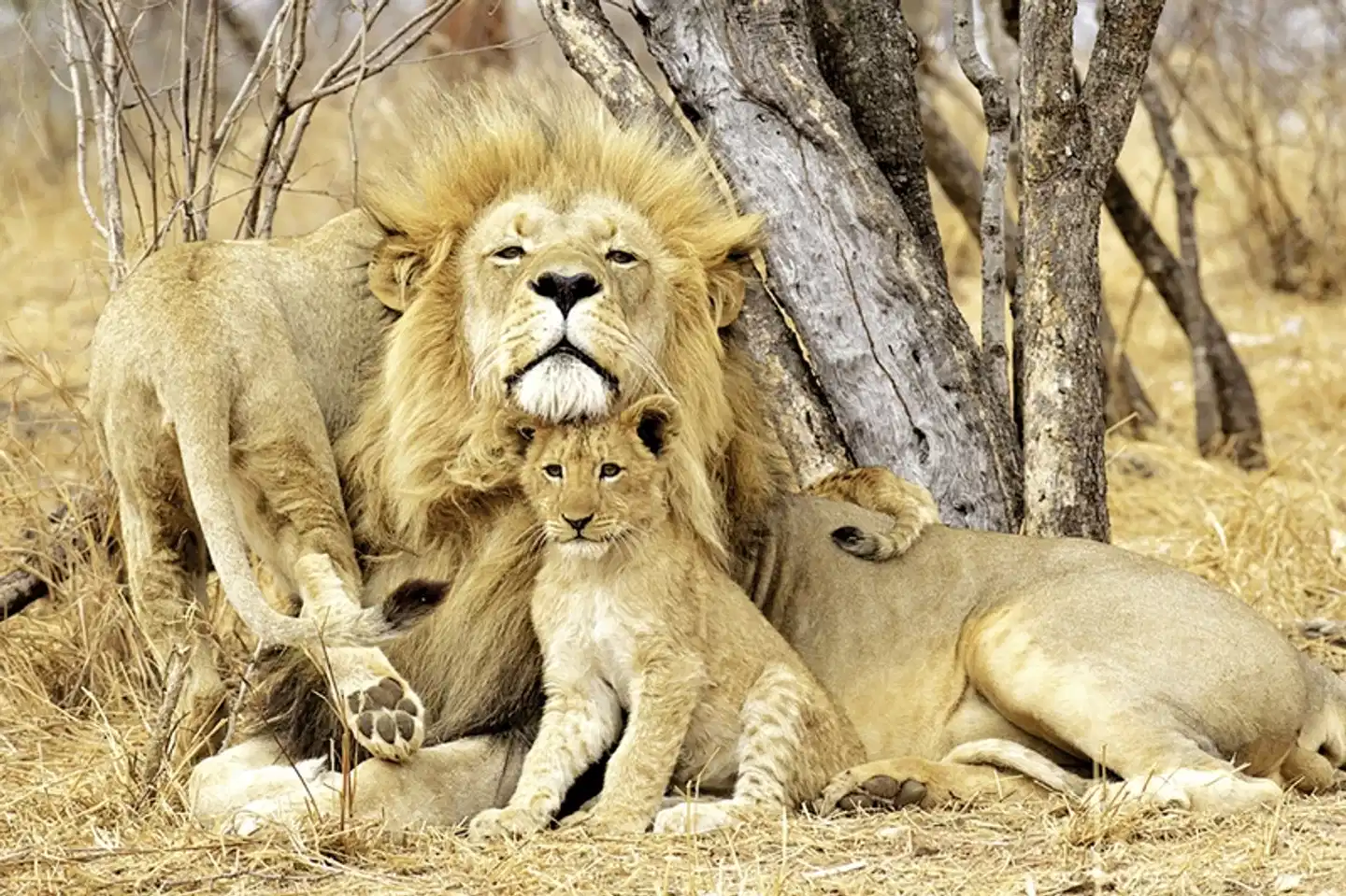 Wildlife & Lifestyle Tiere