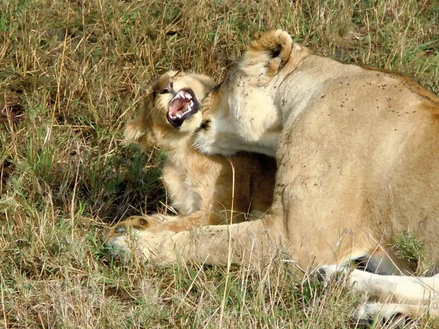 Abenteuer Busch Tiere