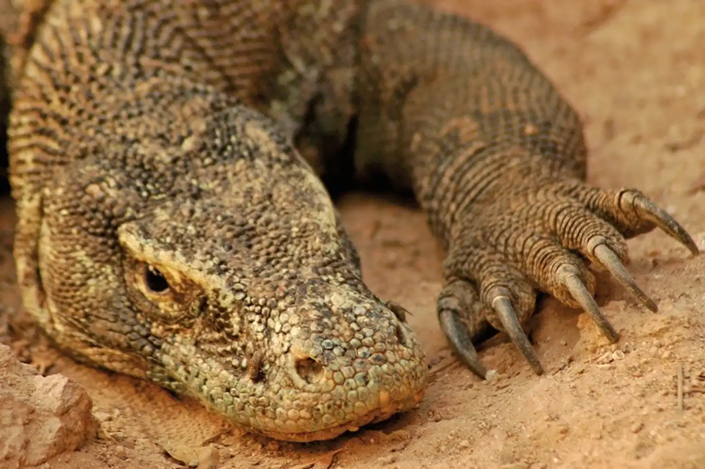 Komodo & Flores zum Kennenlernen (Gruppenreise) Tiere
