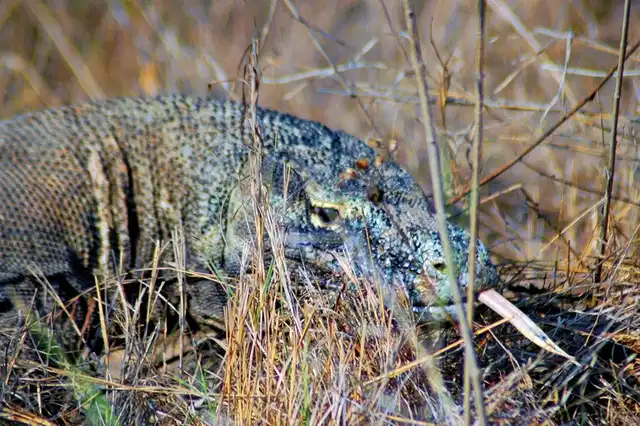 Komodo & Flores zum Kennenlernen (Gruppenreise) Tiere