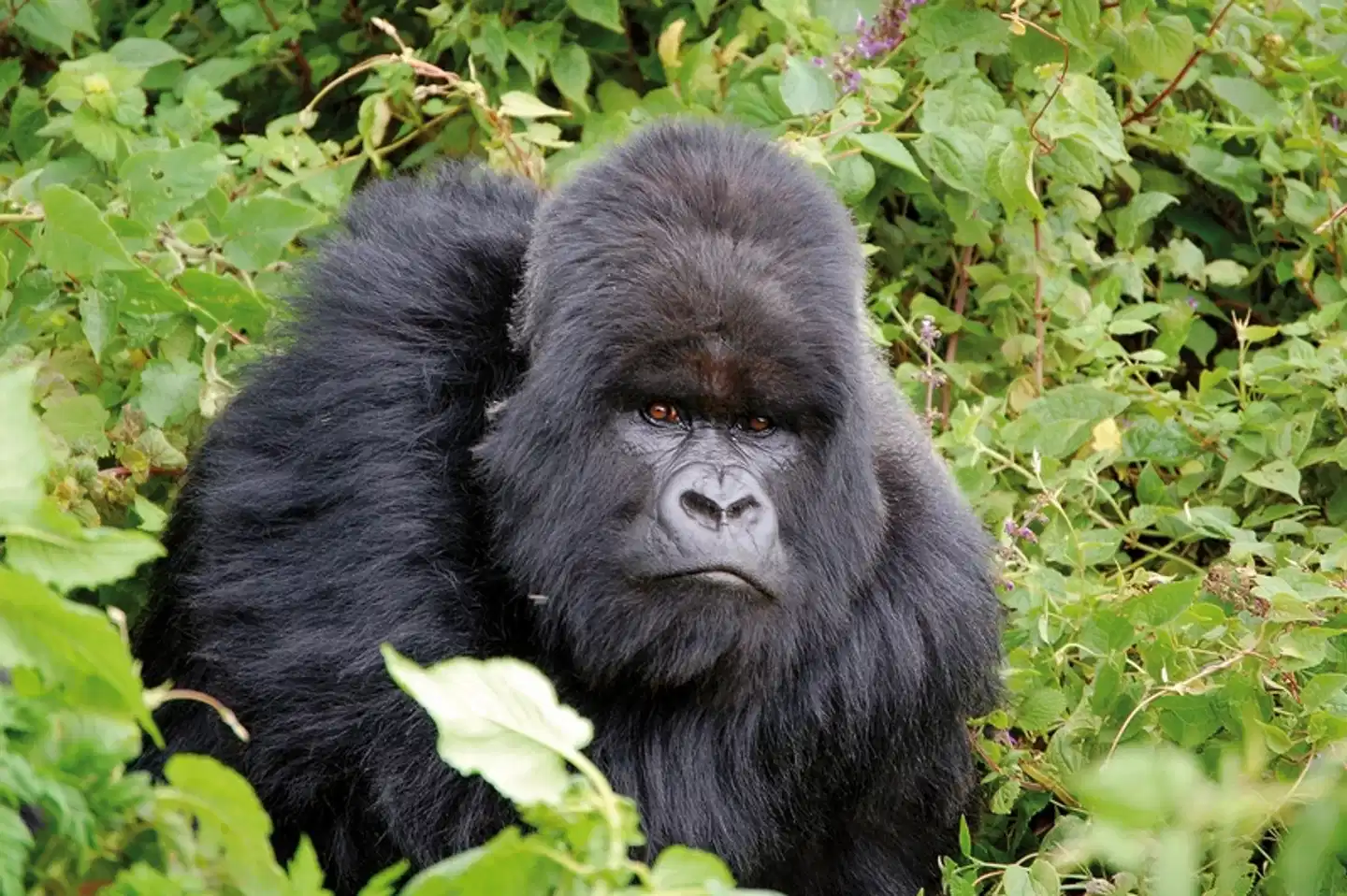 Stippvisite Uganda Tiere