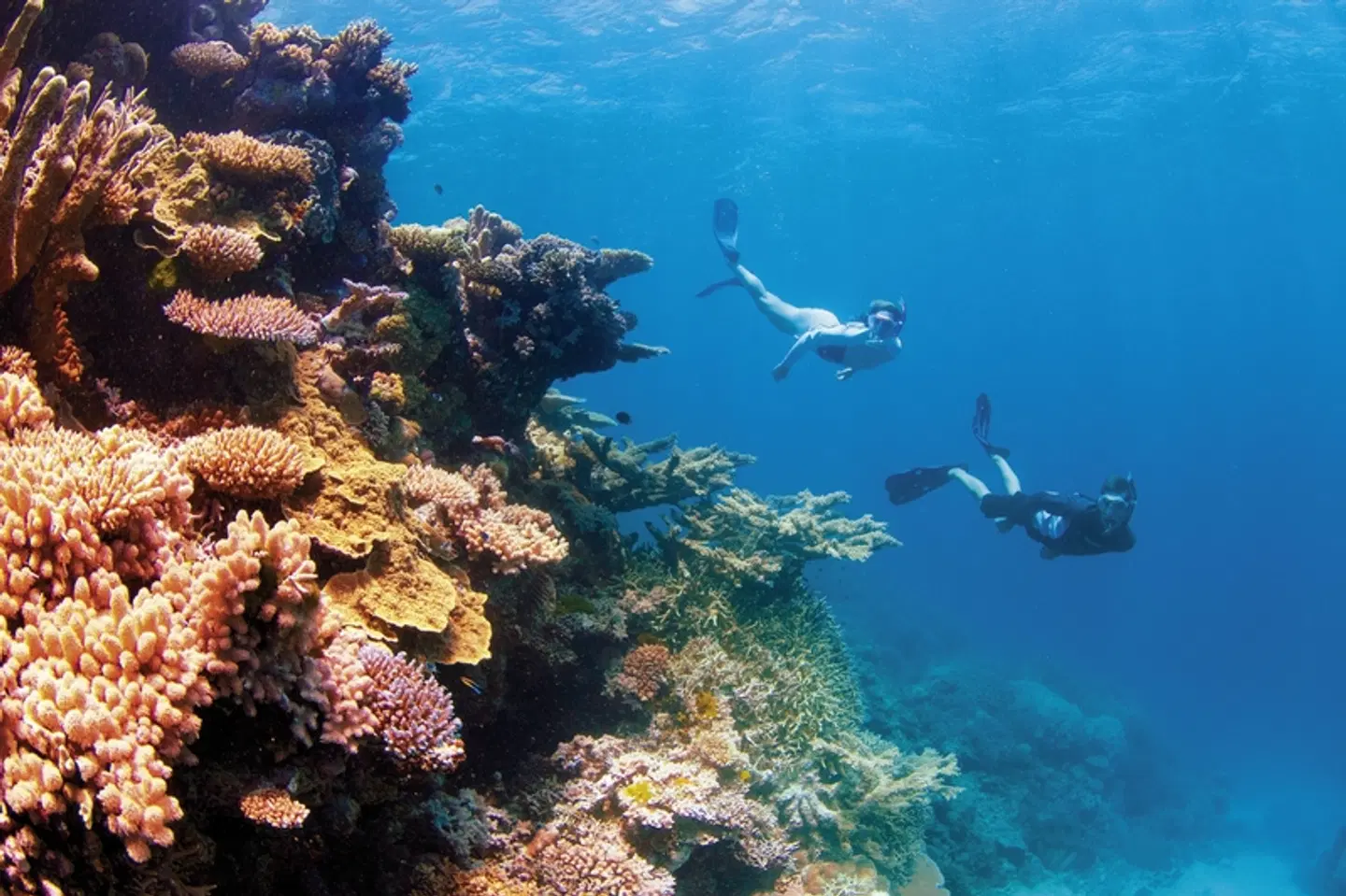 Kontrastreiches Australien Tiere