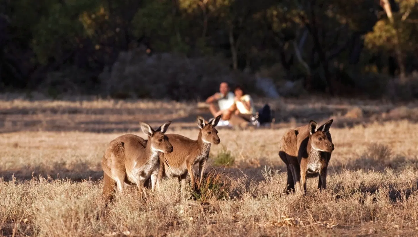 Kontraste Australiens und Neuseelands Tiere