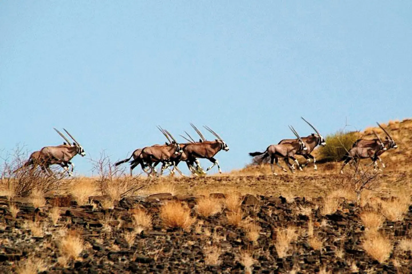 Alte Kalkoefen Lodge Tiere