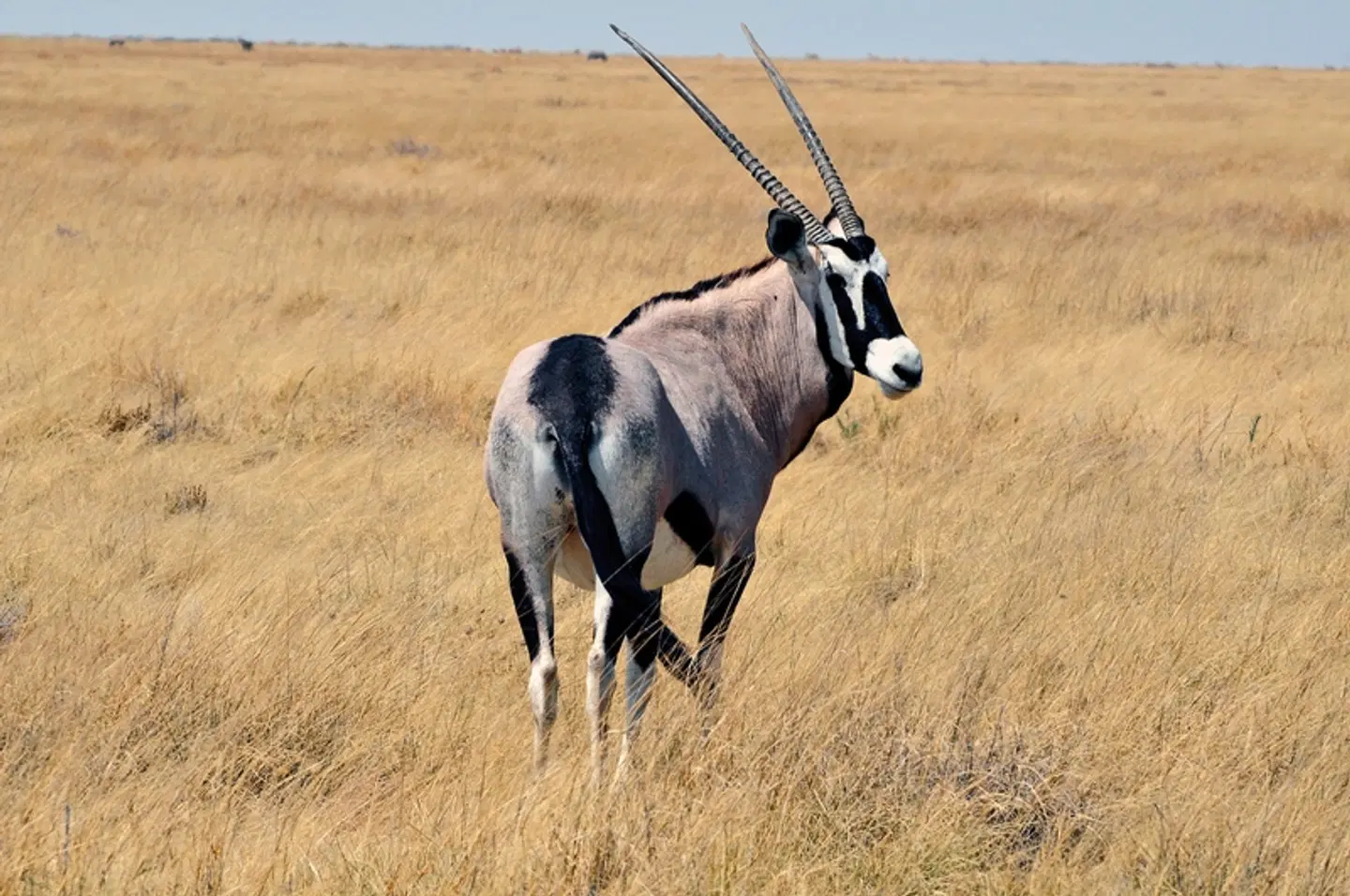 Namibia Kaleidoskop Superior Tiere
