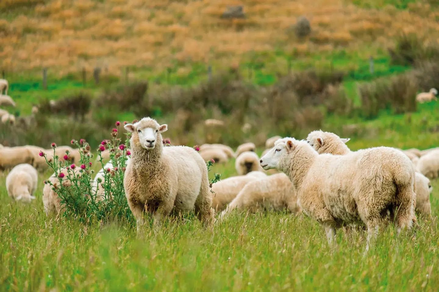 Kontraste Australiens und Neuseelands Tiere