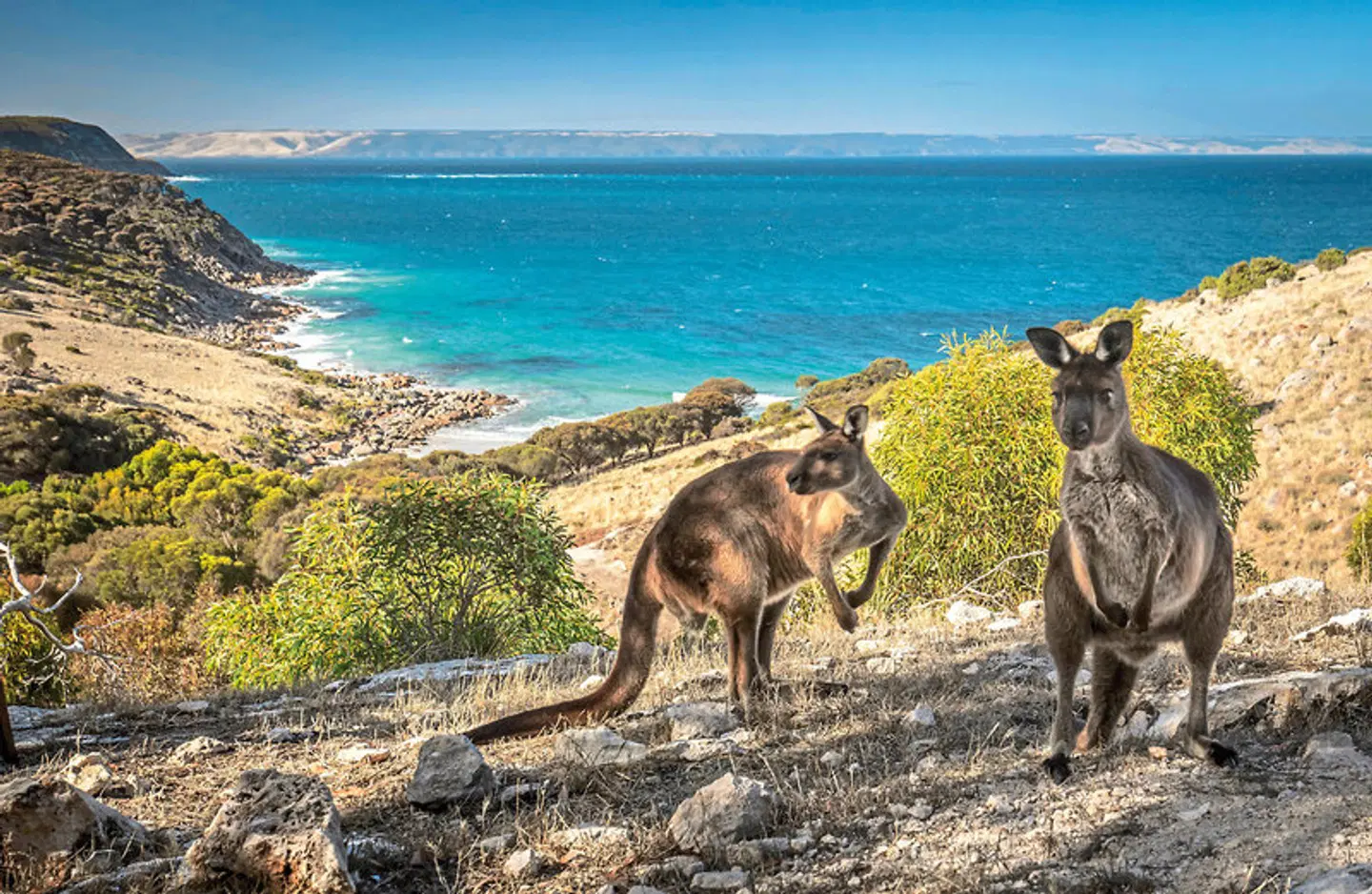 Sea Dragon Kangaroo Island & Fleurieu Peninsula Tiere