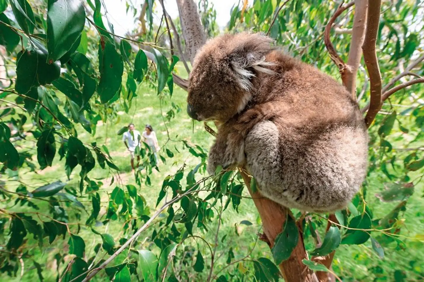 Melbourne erleben Tiere