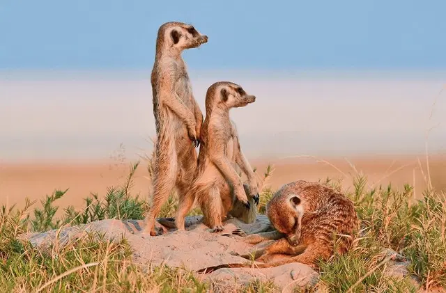 Der Herzschlag Afrikas (8 Nächte ab Maun) Tiere