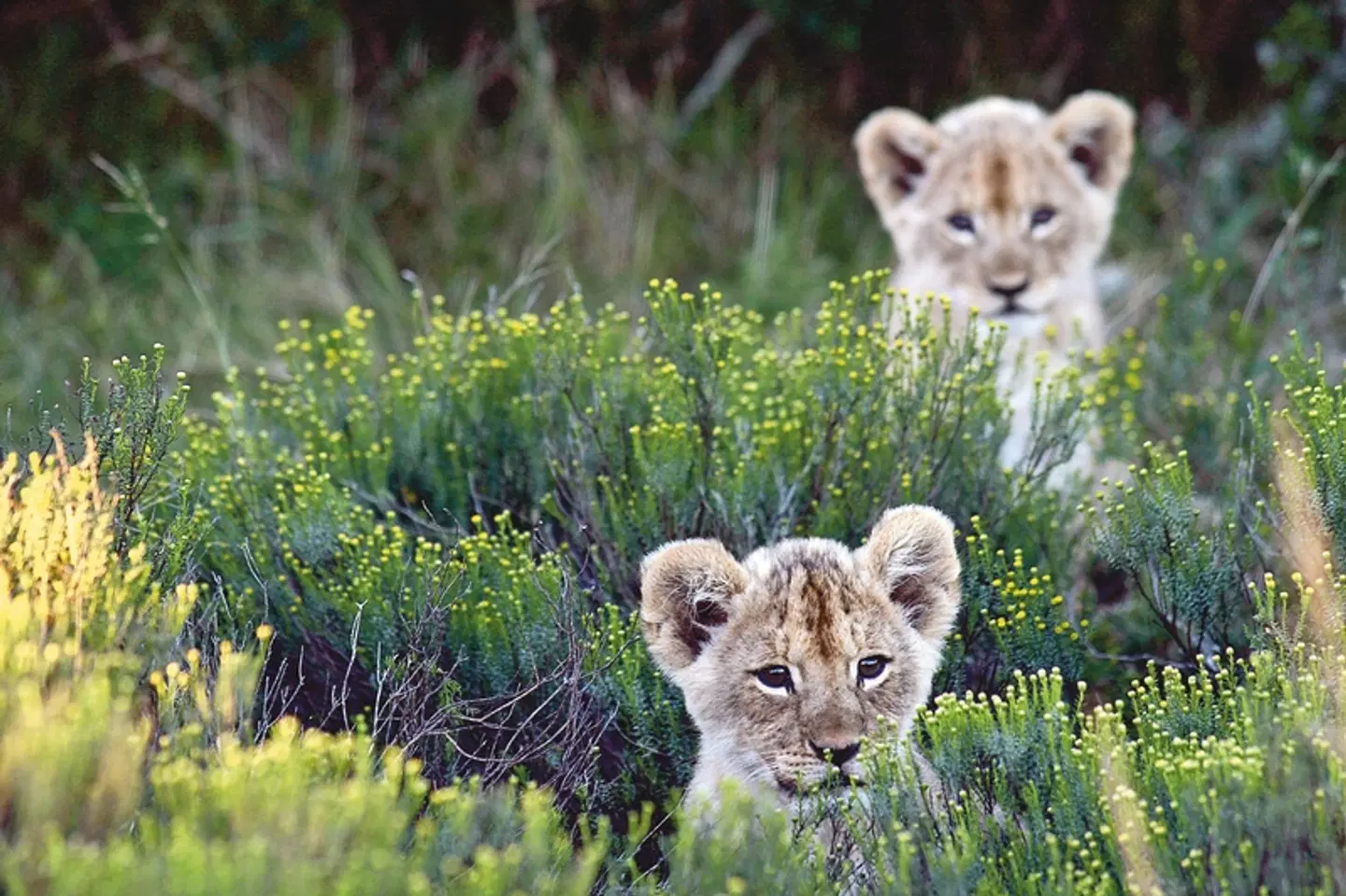 Glanzlichter des Nordens Tiere