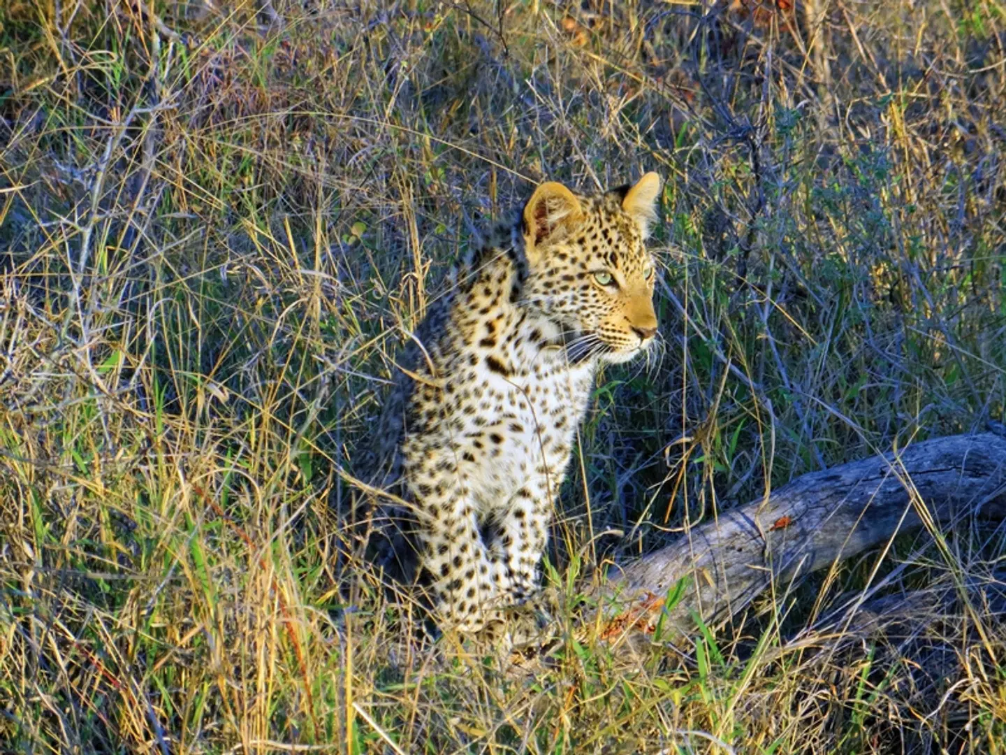Höhepunkte Mpumalangas Tiere