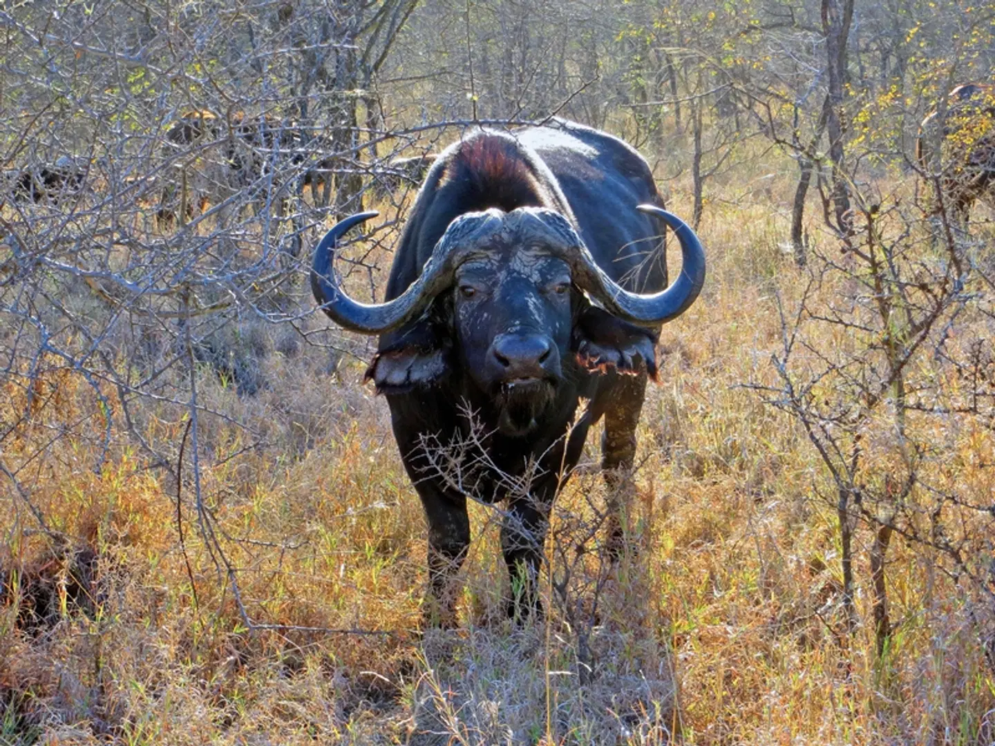 Höhepunkte Mpumalangas Tiere