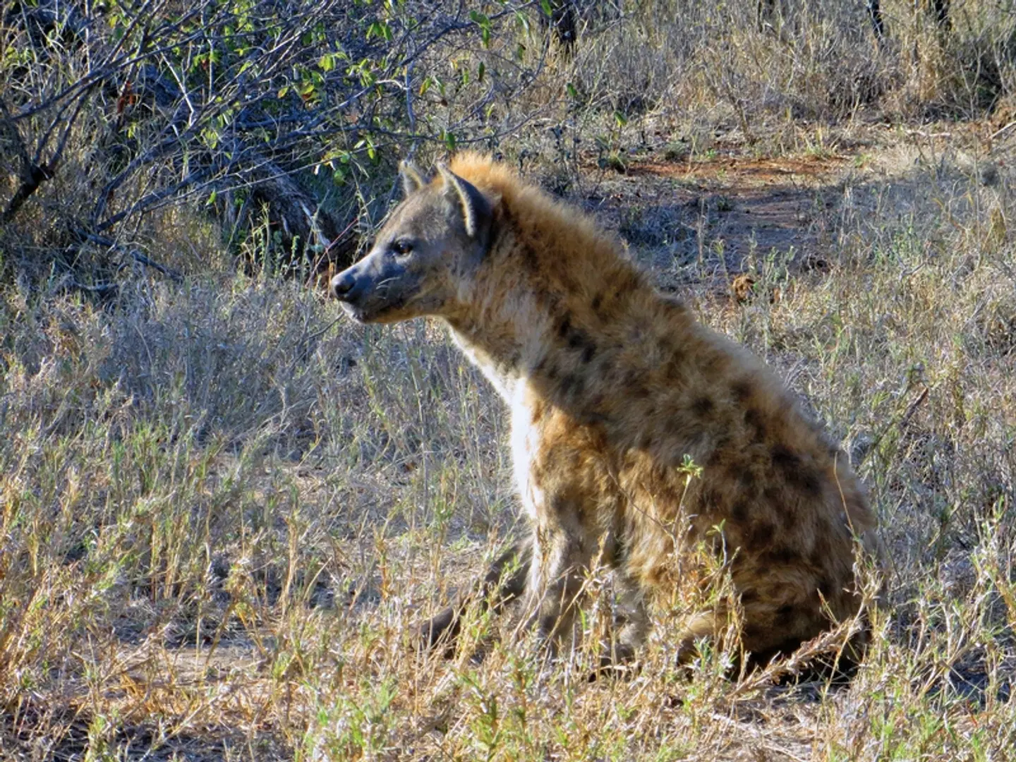 Höhepunkte Mpumalangas Tiere