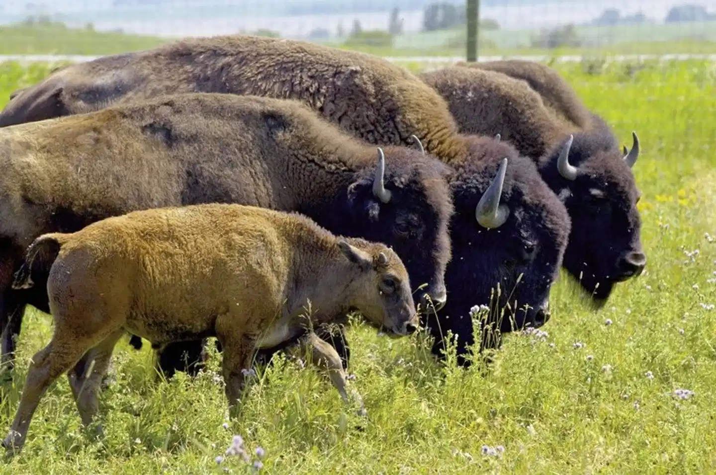 Rockies to the Red Rocks (Denver - Moab) Tiere