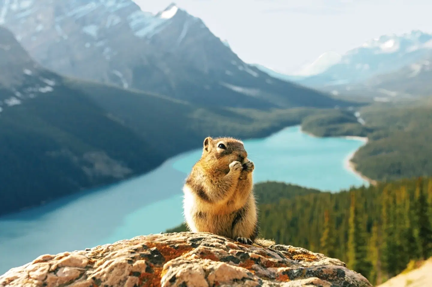 Kanadische Kontraste (13 Nächte) Tiere