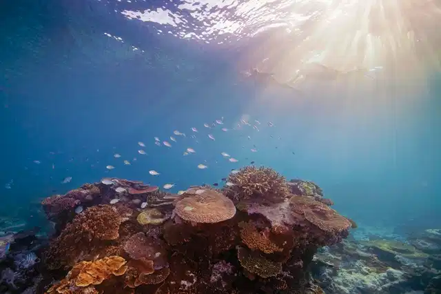 Australiens Glanzpunkte kompakt Tiere