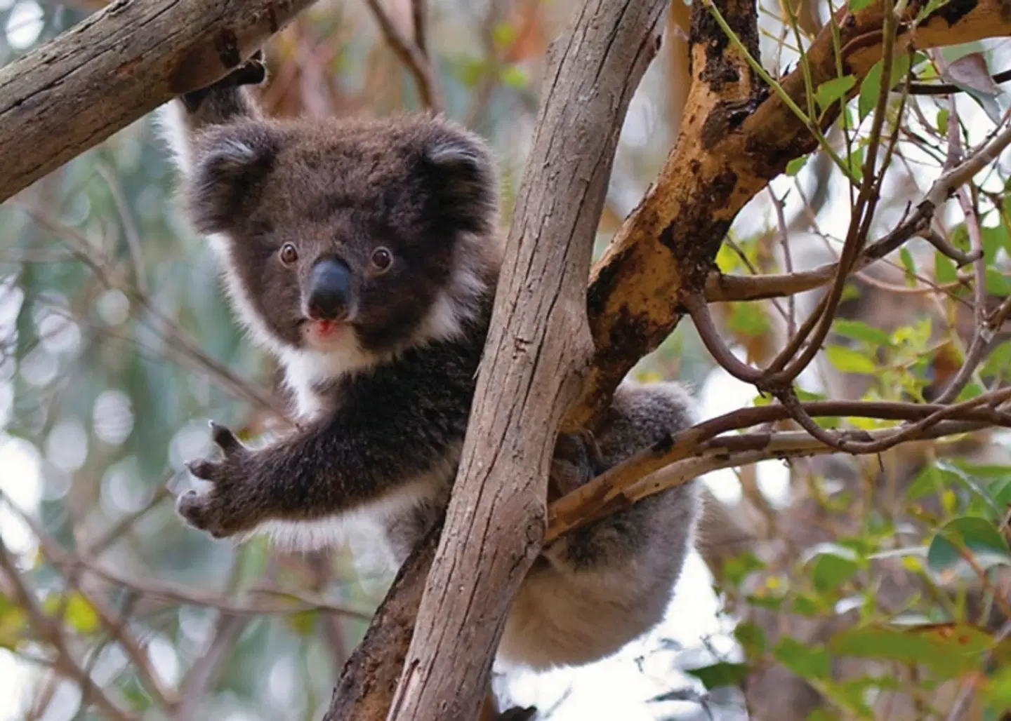 Naturwunder Kangaroo Island Tiere