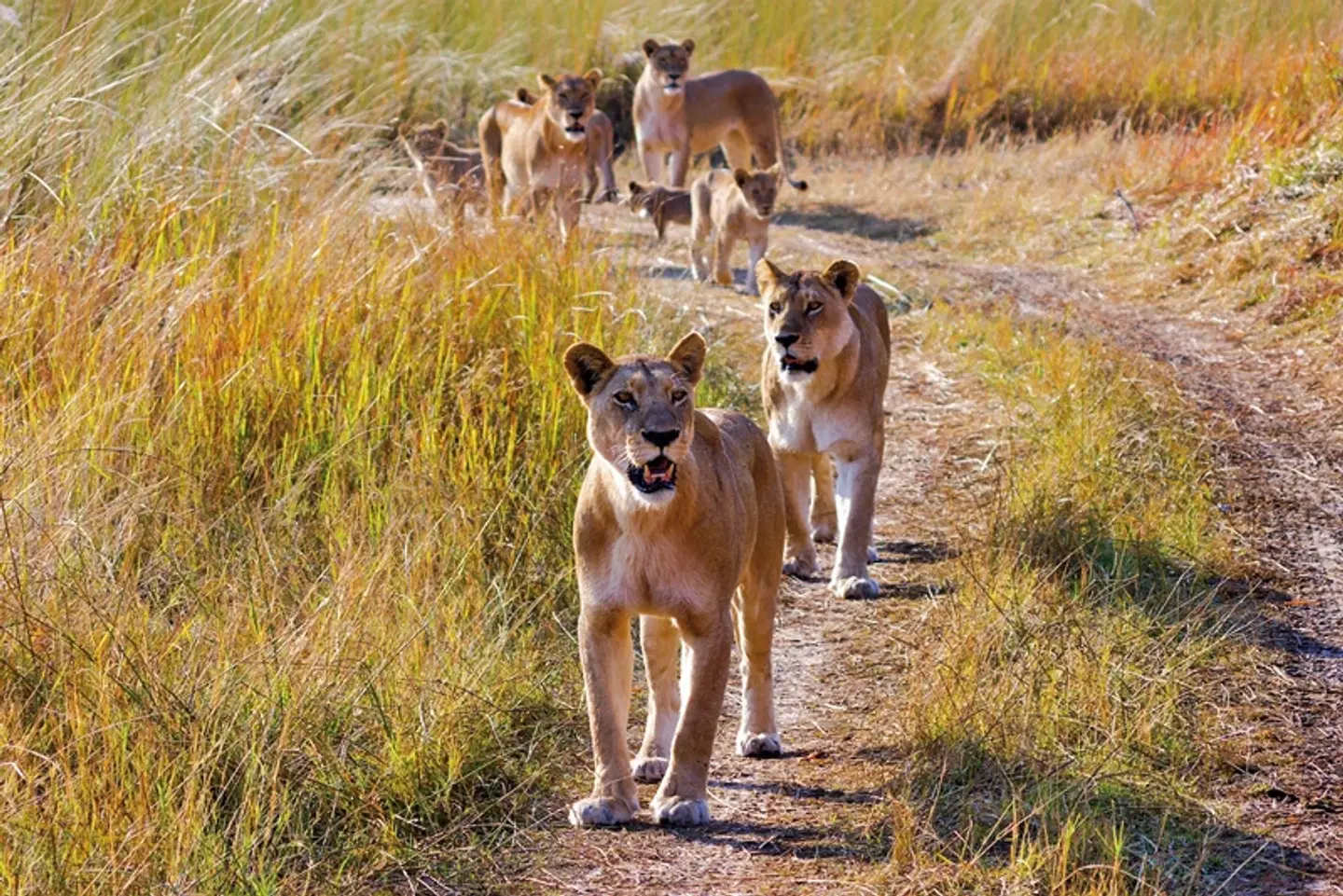Der Herzschlag Afrikas (6 Nächte ab Maun) Tiere