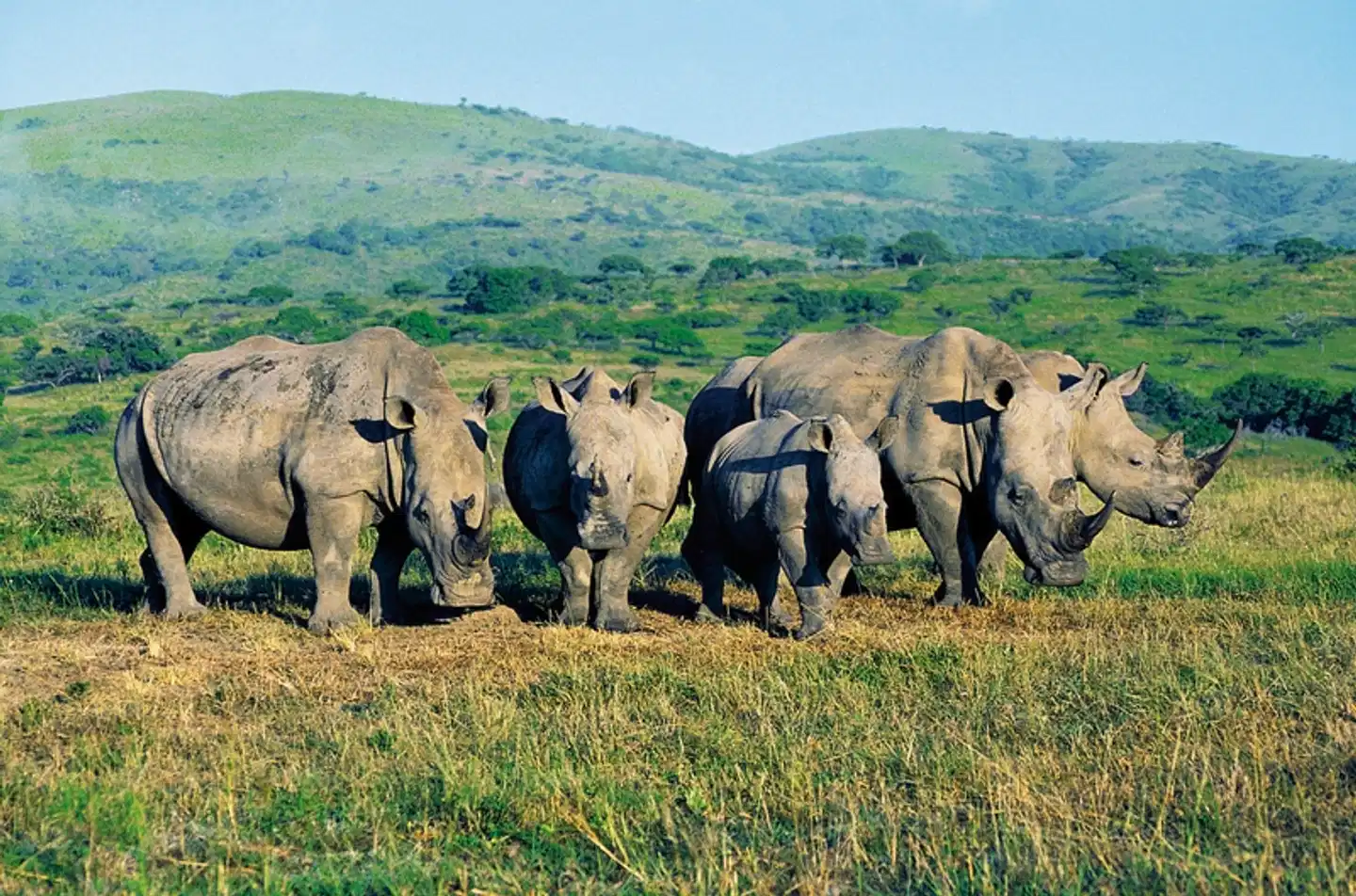Erlebnis Gartenroute, Karoo & Addo Tiere