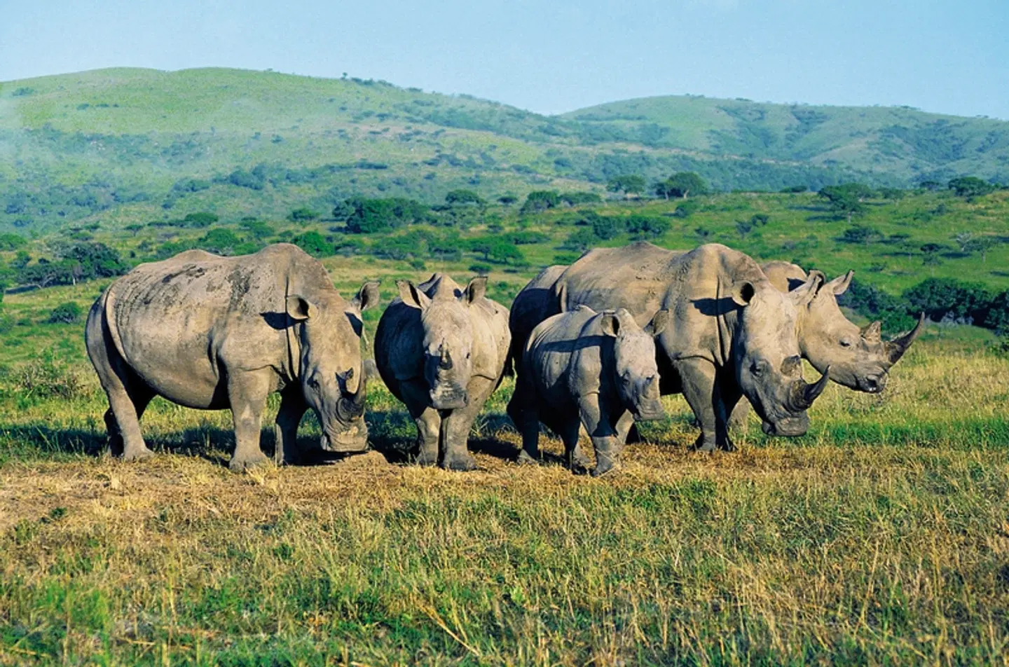 Erlebnis Gartenroute, Karoo & Addo Tiere