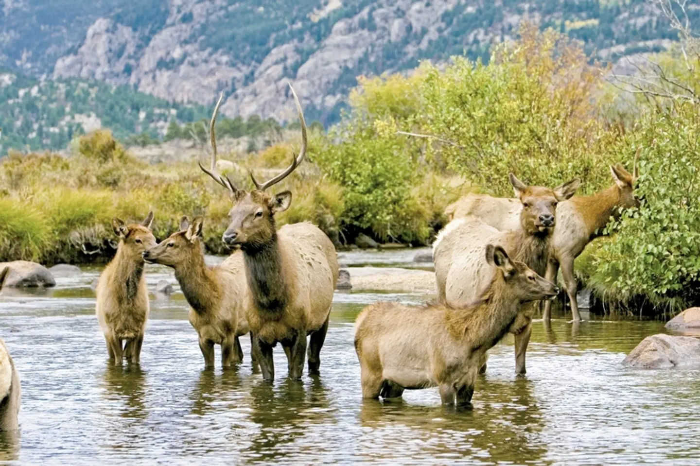 Rockies to the Red Rocks (Moab-Denver) Tiere