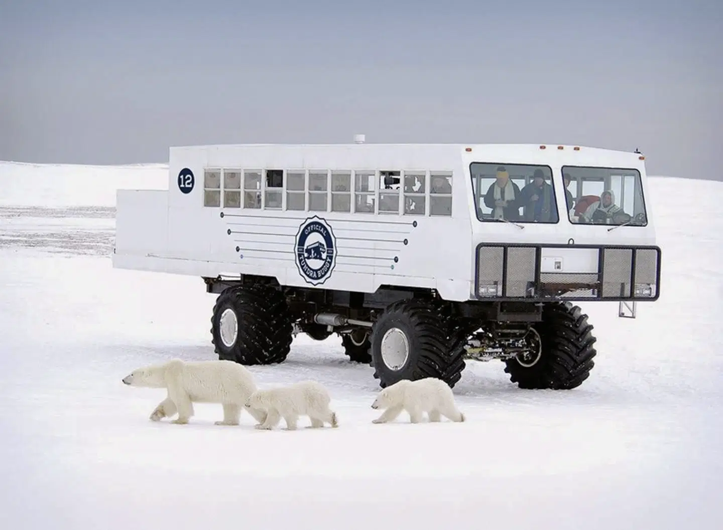 Erlebnis Eisbären mit Tundra Buggy Lodge (6 Nächte) MODEL_IMPRESSION