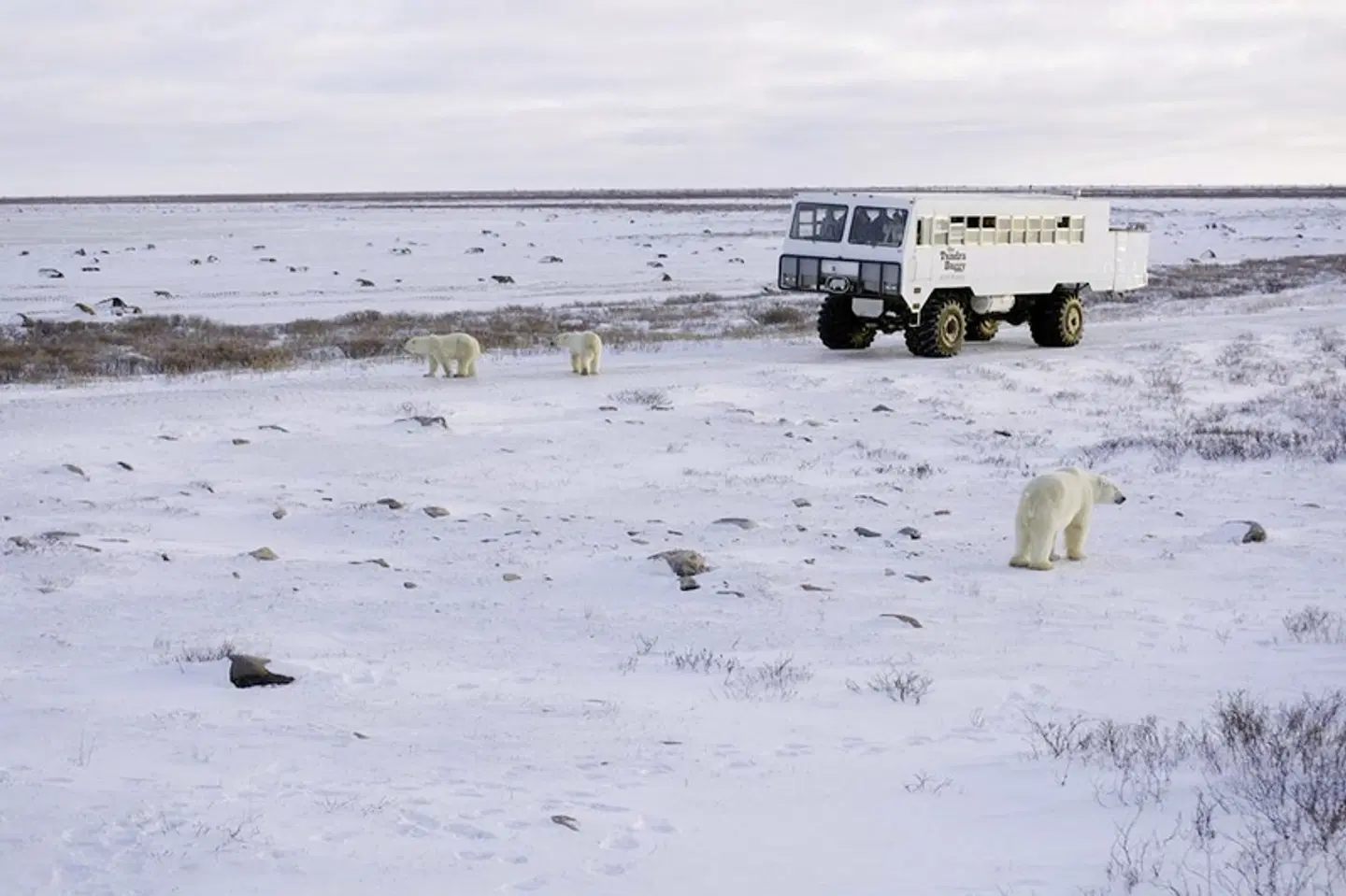 Erlebnis Eisbären mit Tundra Buggy Lodge (6 Nächte) Strand