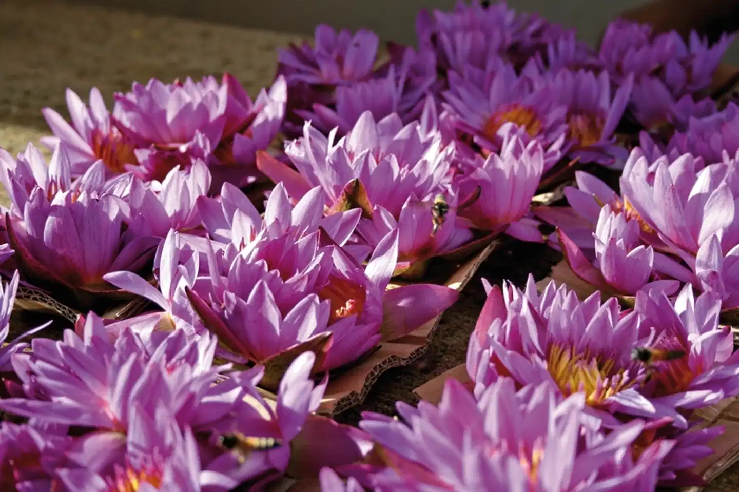 Sri Lanka intensiv Landschaft
