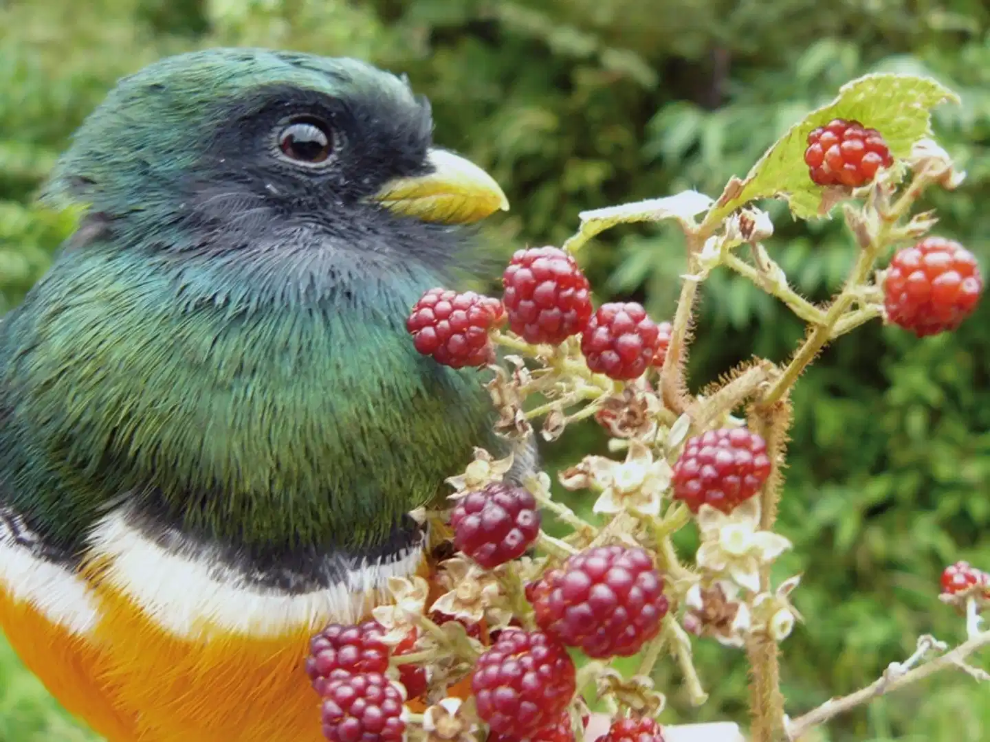 Panama auf eigene Faust Tiere