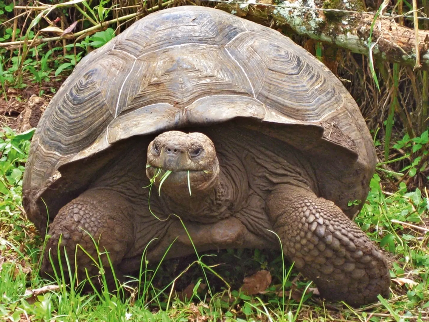 Ausflüge rund um Santa Cruz 3 Nächte Tiere