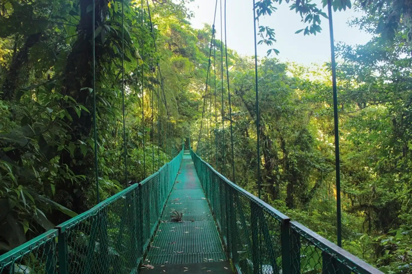 Geheimnisvolles Costa Rica: Nebelwald und Rote Aras Landschaft