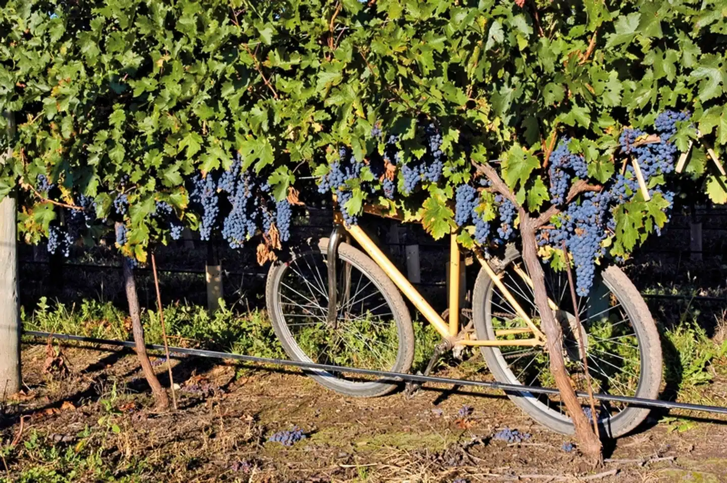 Südamerikanische Impressionen Garten