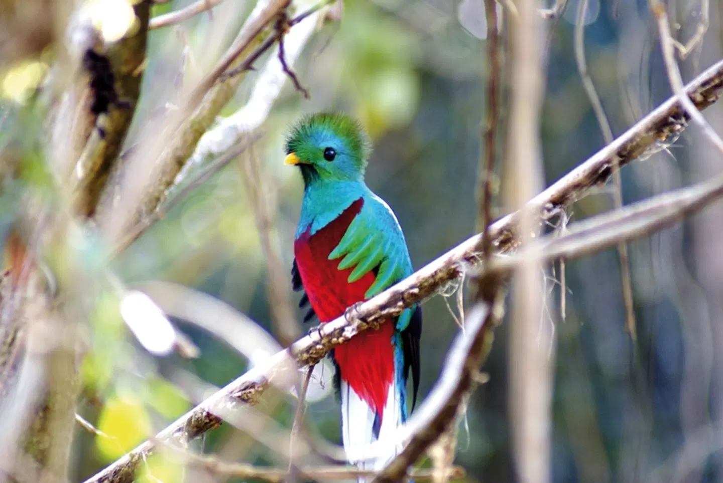 Costa Ricas wilder Süden Tiere