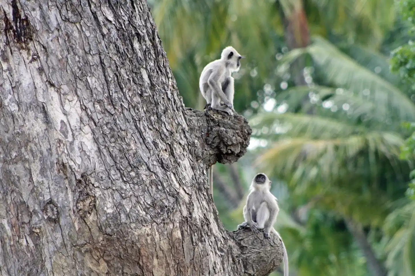 Sri Lankas kulturelle Höhepunkte und das Hochland (Privatreise) Tiere