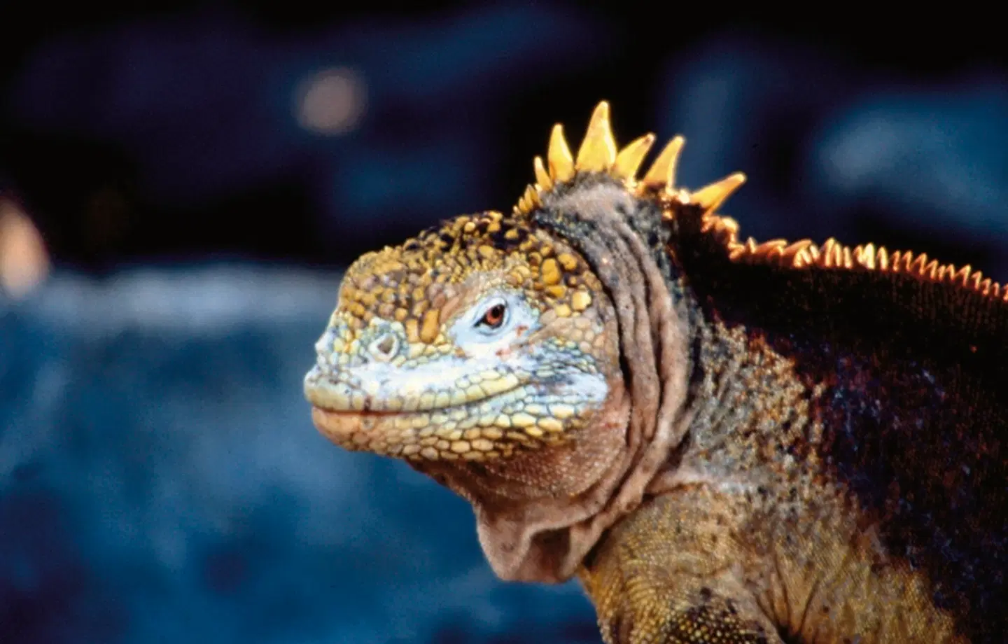 Farbenfrohes Ecuador Intensiv Tiere