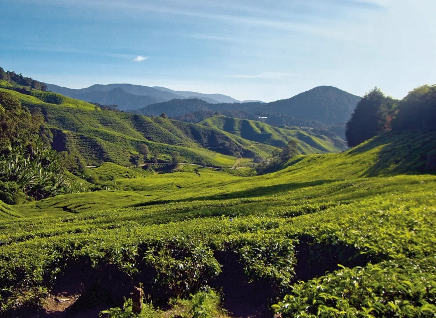Naturerlebnis Cameron Highlands (Deluxe-Variante, ab/bis Kuala Lumpur) Landschaft